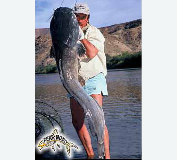 2892_Fly Fishing South Africa_Sharptoothed Catfish_Clarias gariepinus.jpg